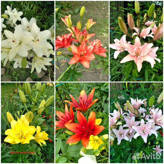Лилии