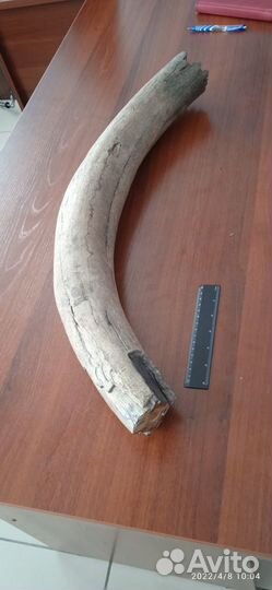 Бивень мамонта