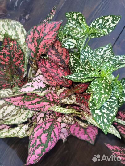 Цветы комнатные