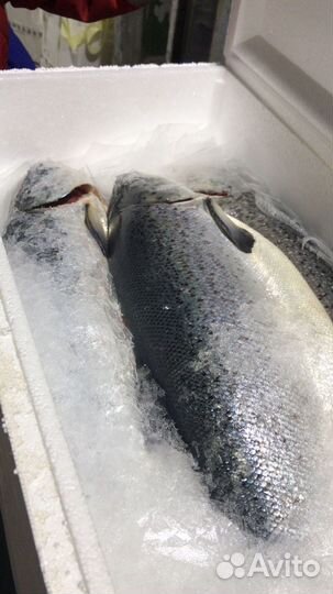 Семга охлажденная. Свежемороженый Лосось