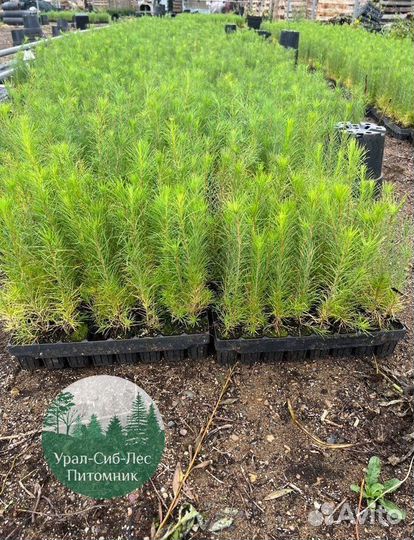 Сеянцы зкс Сосна Ель Лиственница окс Голуб Горн