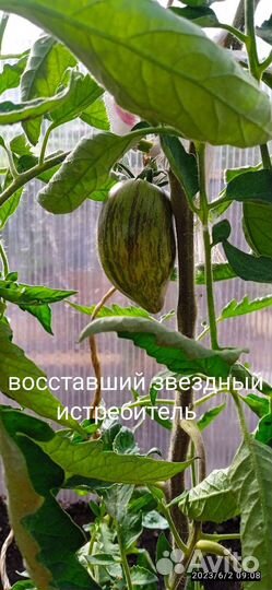 Семена коллекционных томатов