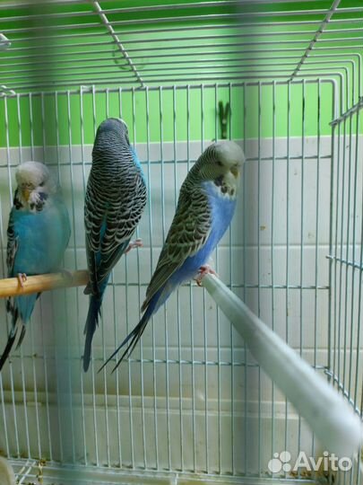 Выставочные попугаи получехи