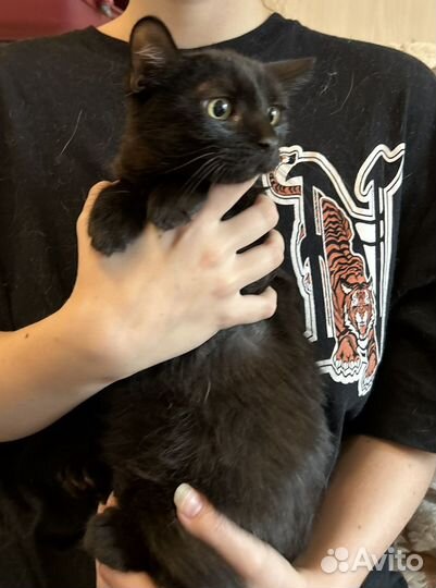 Котята в добрые руки даром