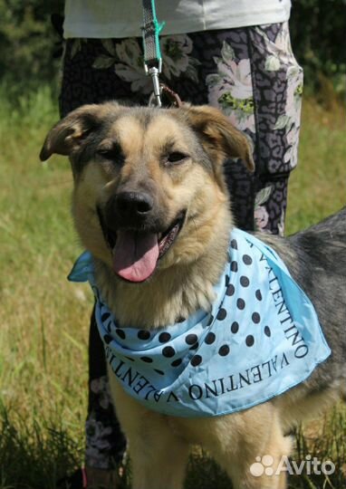 Заберите домой очаровательную собаку из приюта