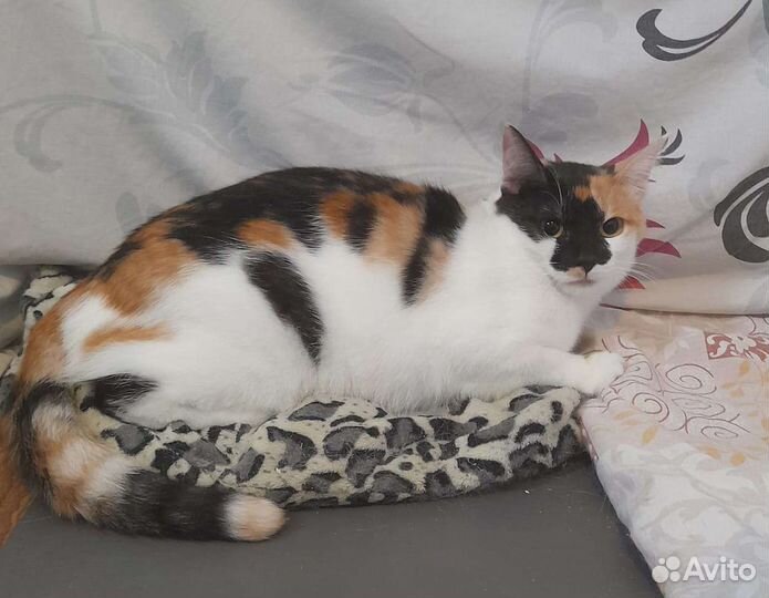 Кошка в добрые руки