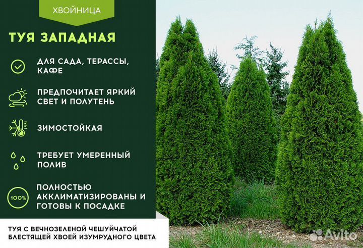 Туи Смарагд 1,4-1,6 м