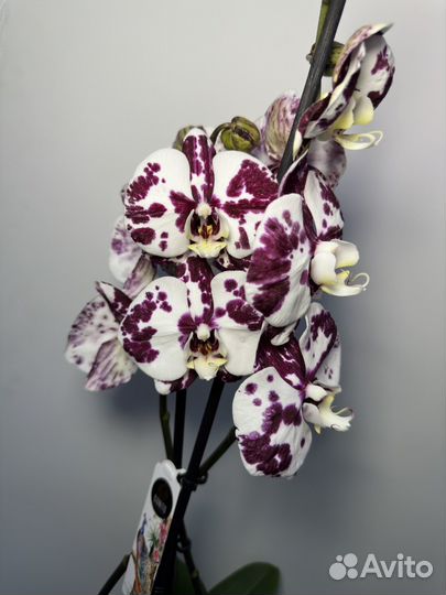 Орхидея фаленопсис