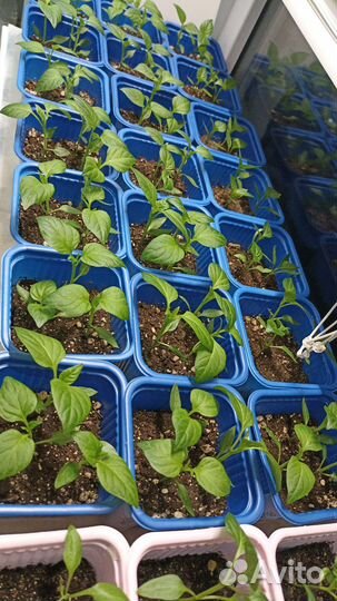 Рассада помидоры и перцы
