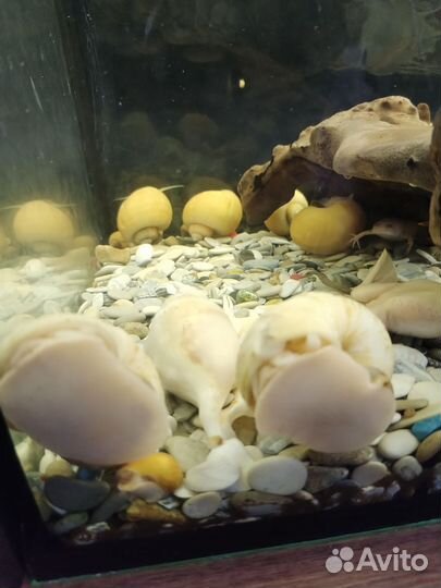 Коралл балянус