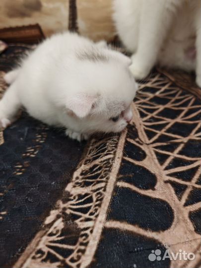 Шотландские вислоухие котята