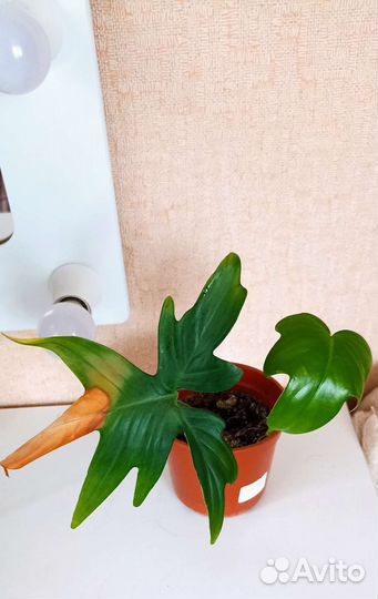 Филодендрон дольчатый