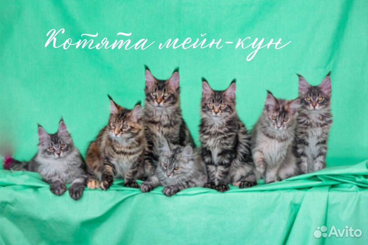 Котята мейн-кун