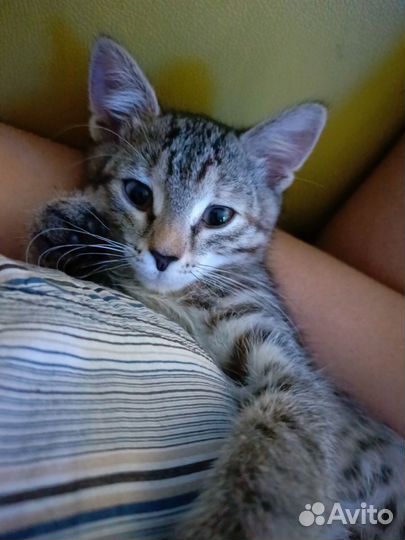 Котенок, девочка