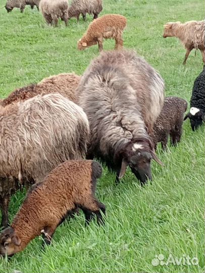 Овцы бараны ягнята
