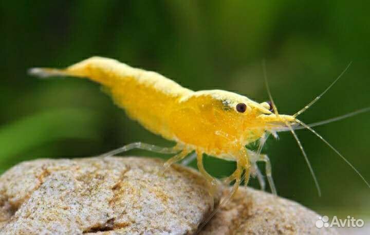 Желтый неон, Блю дрим, red fire