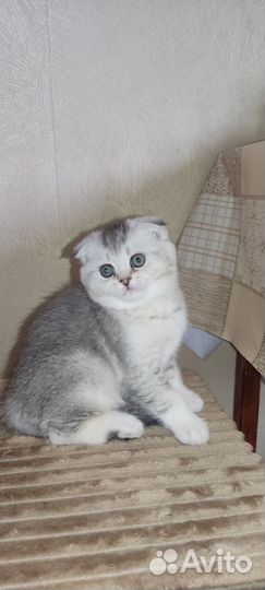 Шотландская вислоухая