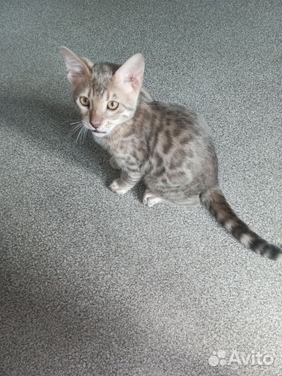 Бенгальские котята