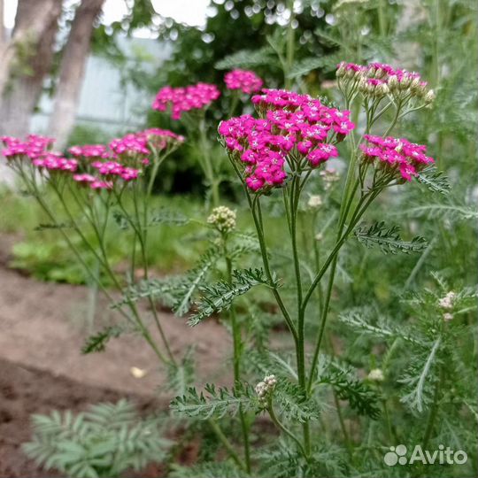 Тысячелистники