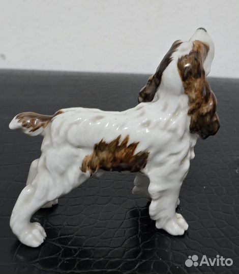 Limbach Германия Собака