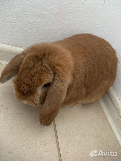 Декоративный кролик, карликовый баран