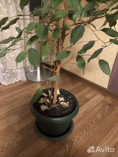 Фикус бенджамина большой