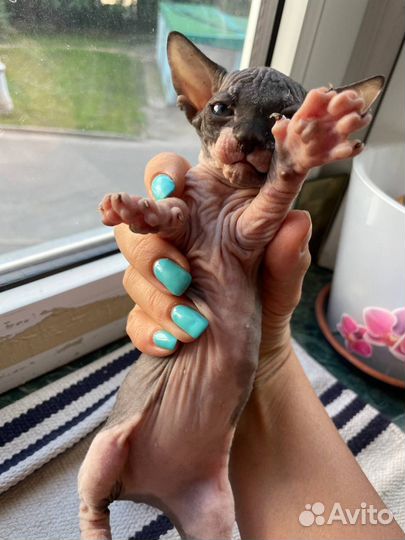 Канадский сфинкс