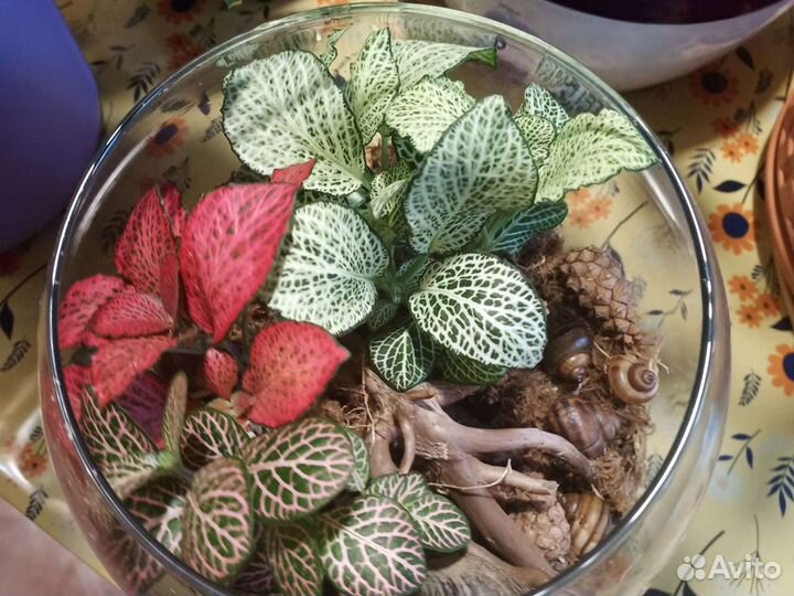 Флорариум с фиттониями