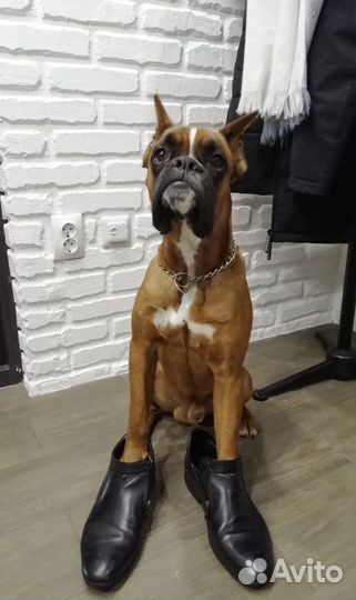 Боксер на Вязку