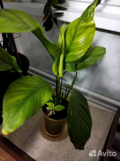 Спатифиллум