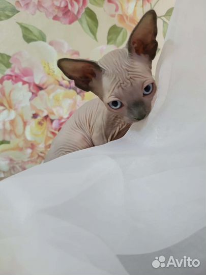 Канадский сфинкс котенок