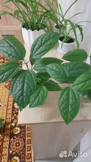 Клеродендрум