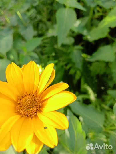 Ромашки садовые