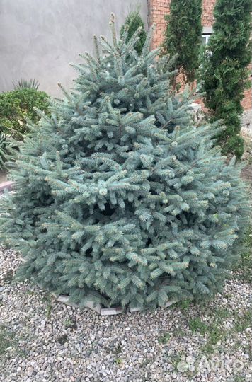Ель голубая