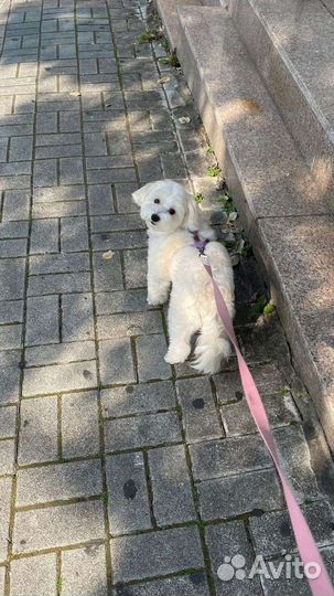 Выгул собак