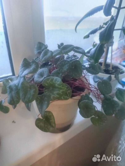 Спатифиллум, каланхоэ идр растения