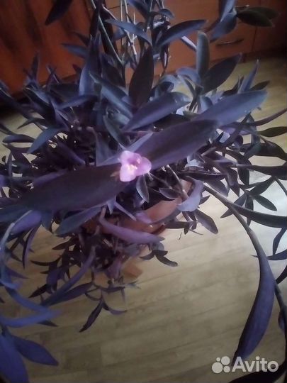 Традесканция фиолетовая