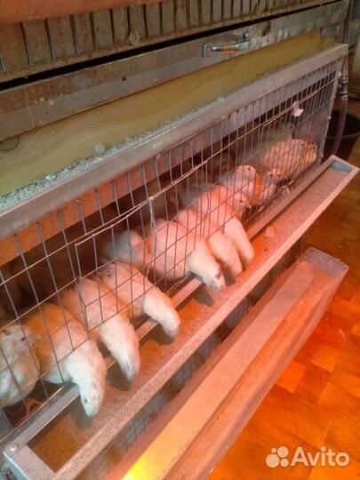 Клетка для птиц