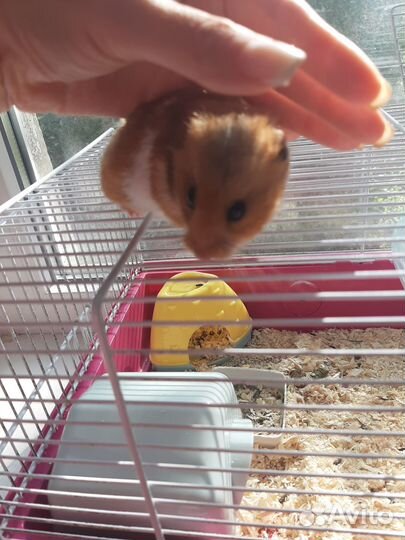 Сирийский хомяк с клеткой