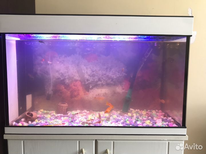 Рыбки гуппи 20 шт мальки