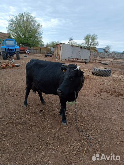 Корова молочная