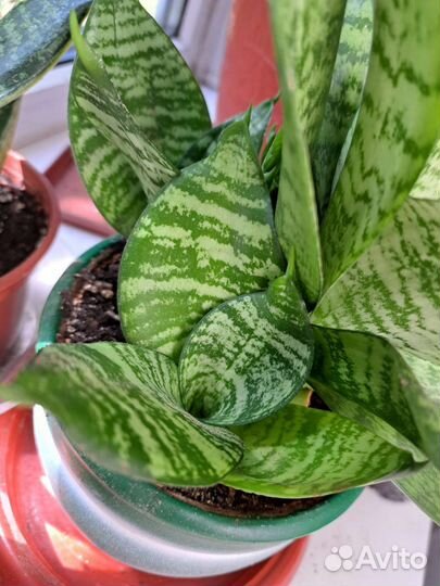 Ханни маргината