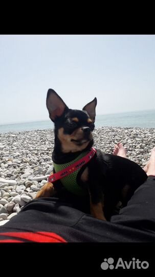 Вязка чихуахуа