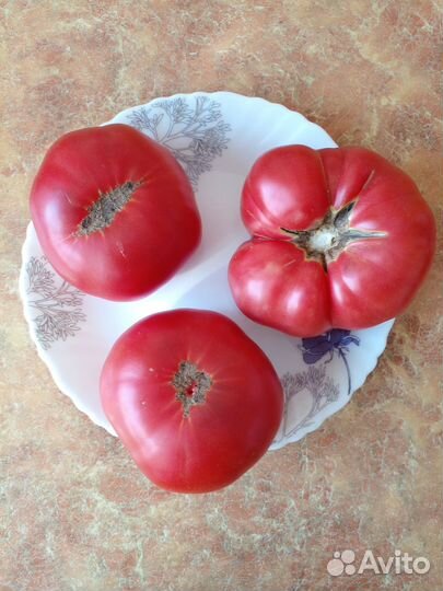 Семена томатных гномов