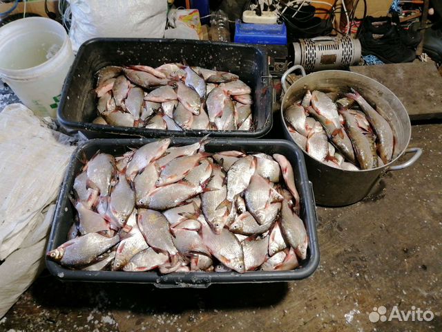 Продаём рыбку) карась, судак, щука