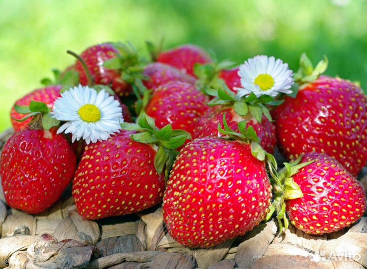 Рассада Клубники Эль Санта и садовой Земляники