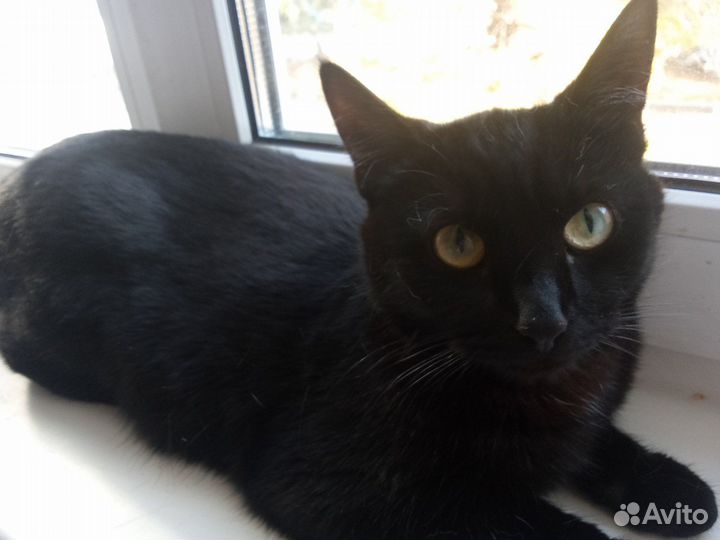 Ласковая кошка
