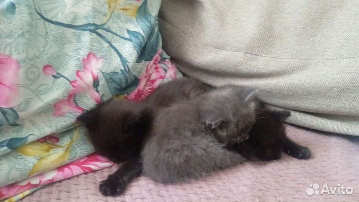 Котята в добрые руки бесплатно