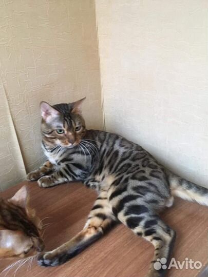 В добрые руки