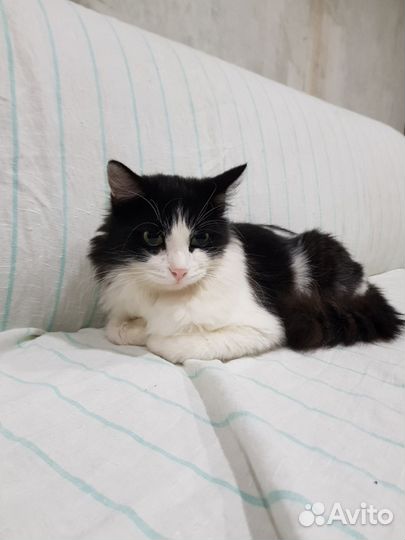 Фруктик ищет дом